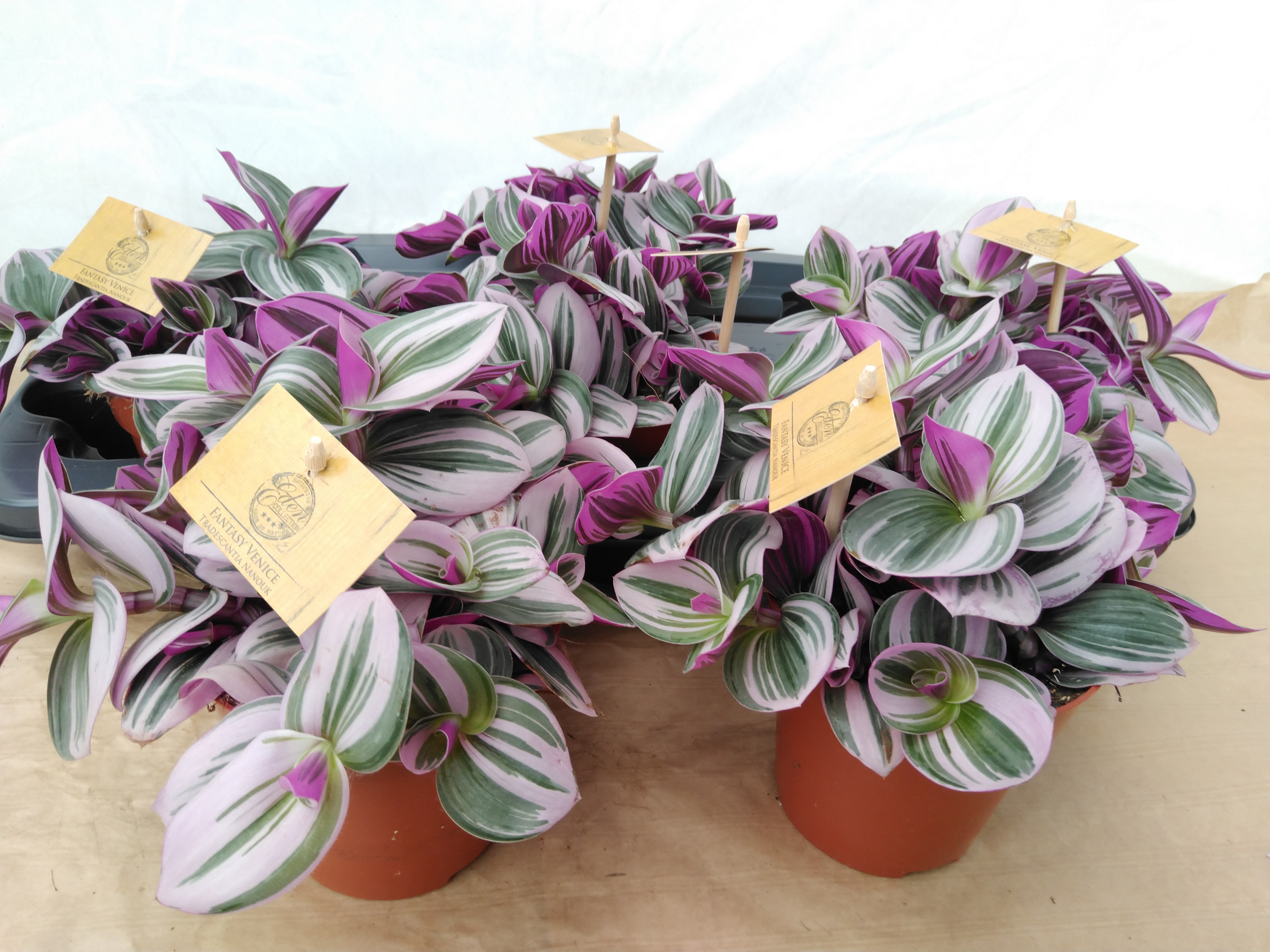 Tradescantia albif. 'Nanouk'