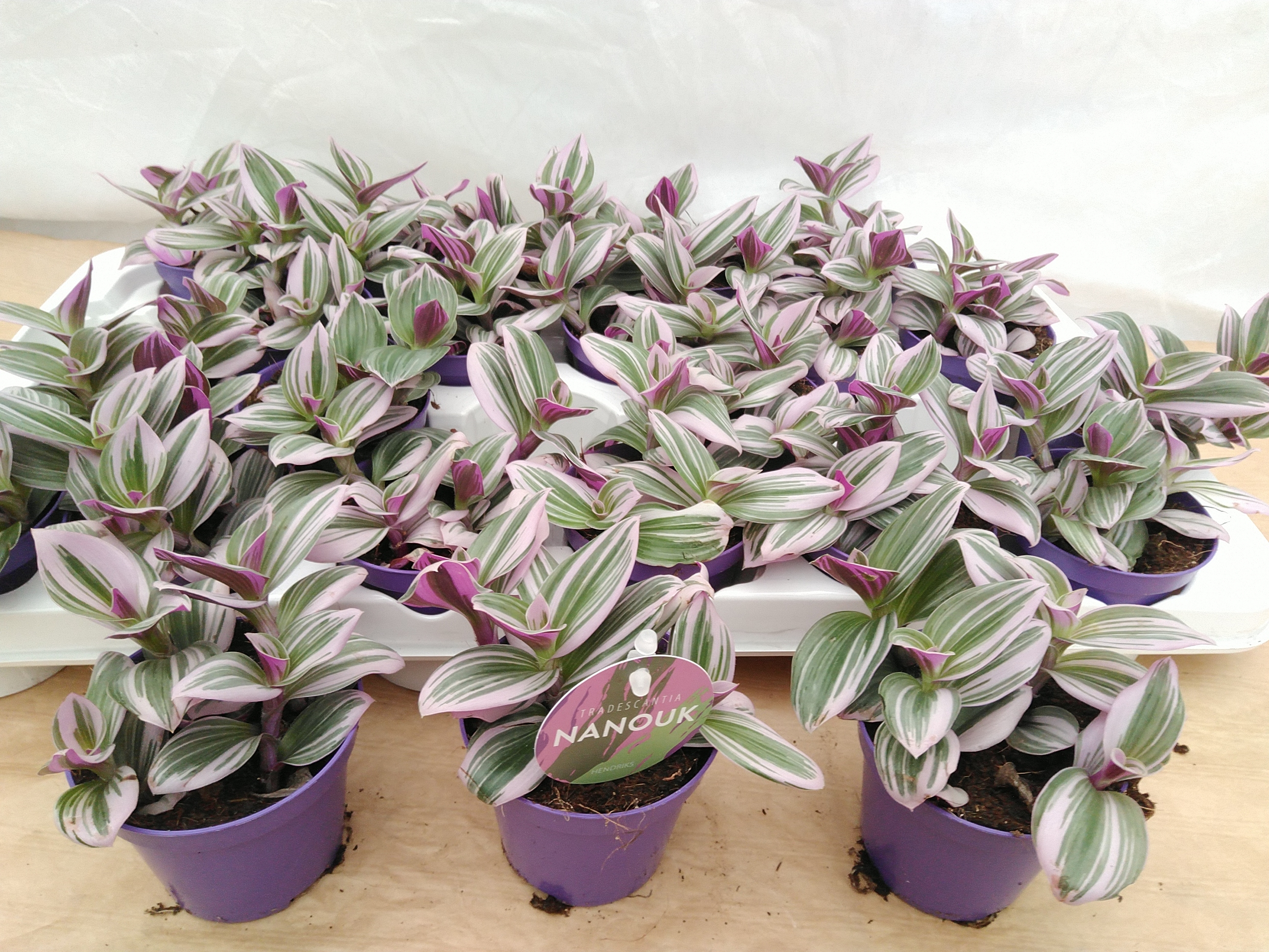 Tradescantia albif. 'Nanouk'