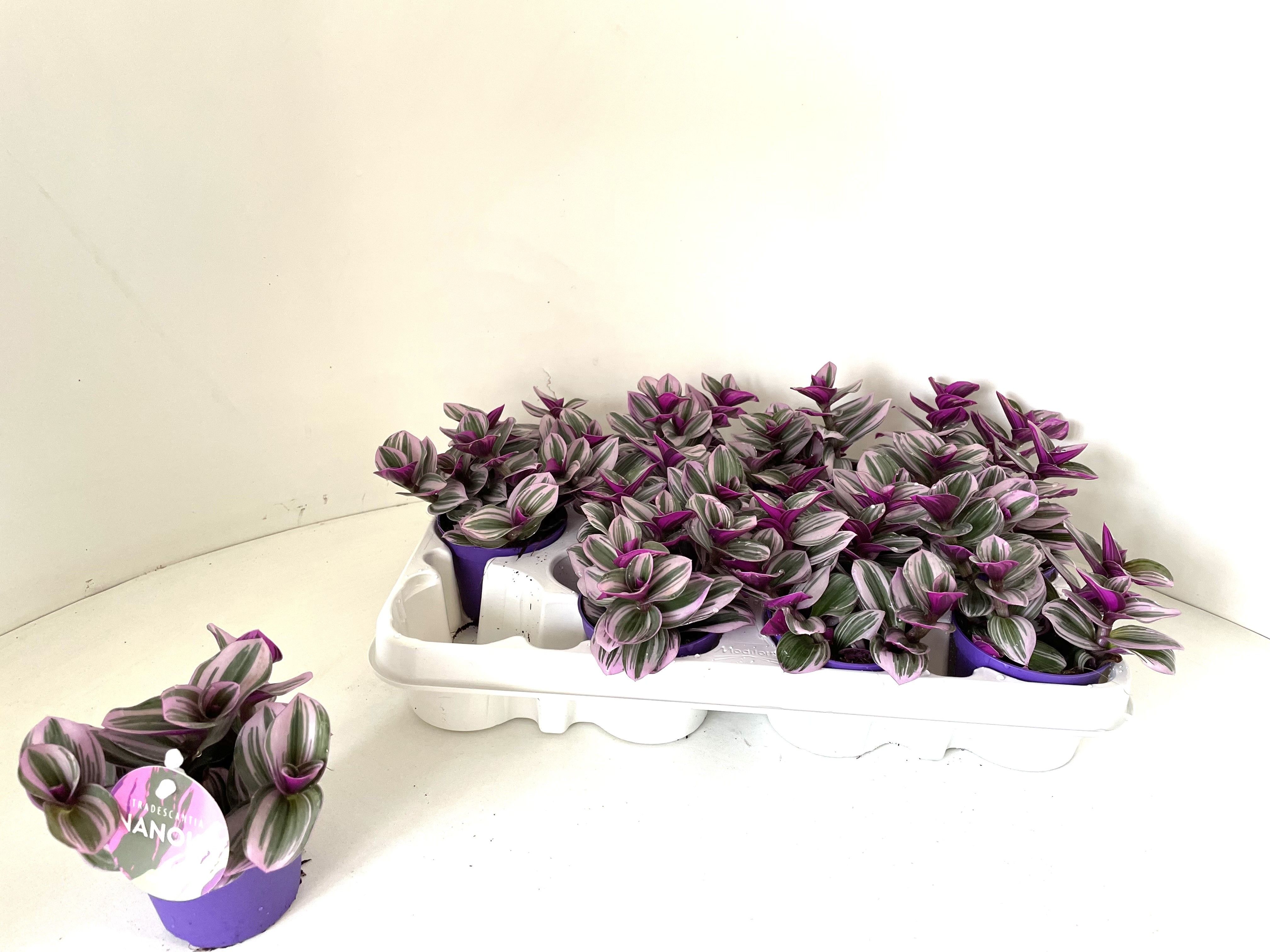 Tradescantia albif. 'Nanouk' Tradescantia albif. 'Nanouk'