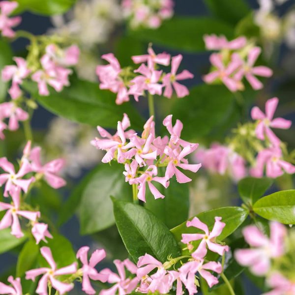 Trachelospermum as. 'Pink Air' Trachelospermum as. 'Pink Air'