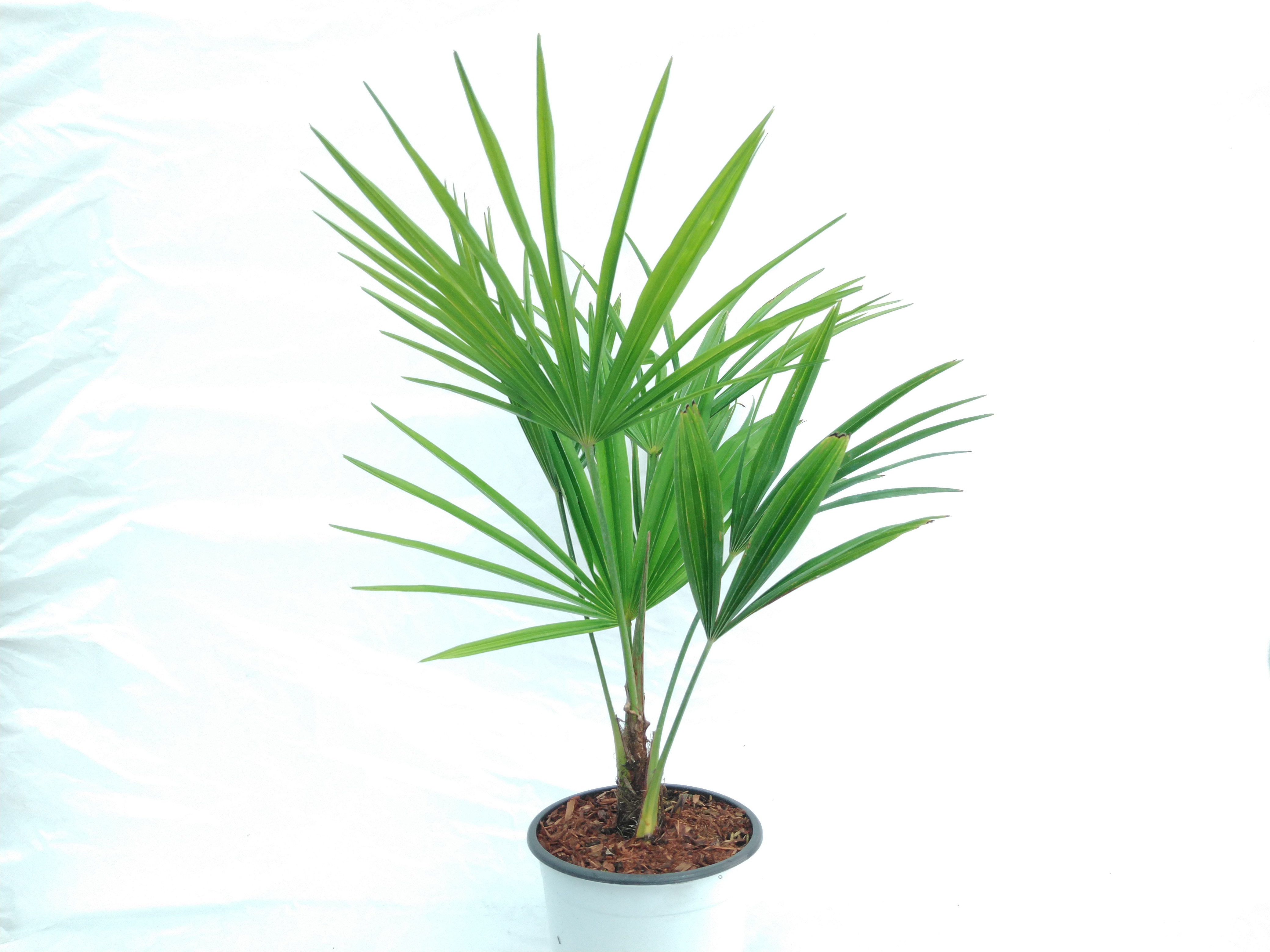 Trachycarpus fortunei - Winterharde palmboom - PROMO