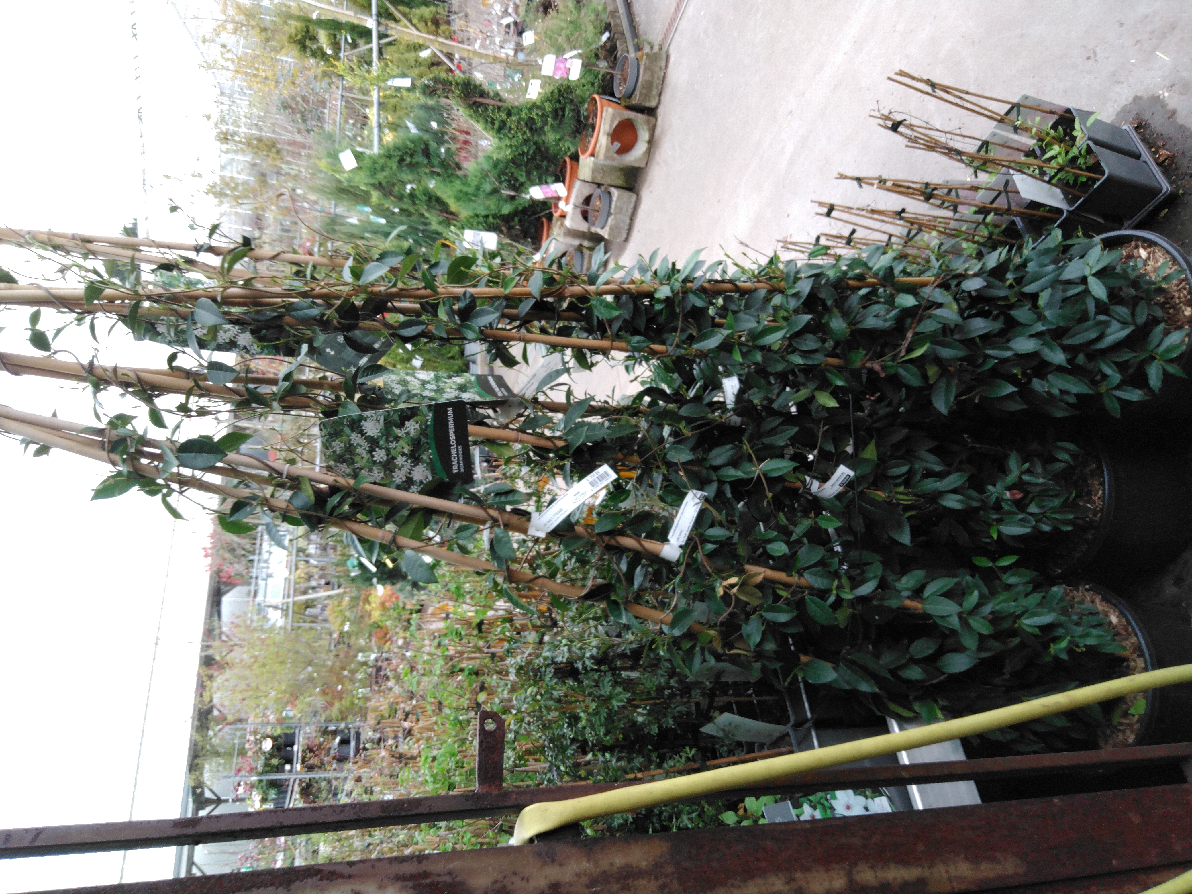 Trachelospermum jasminoides