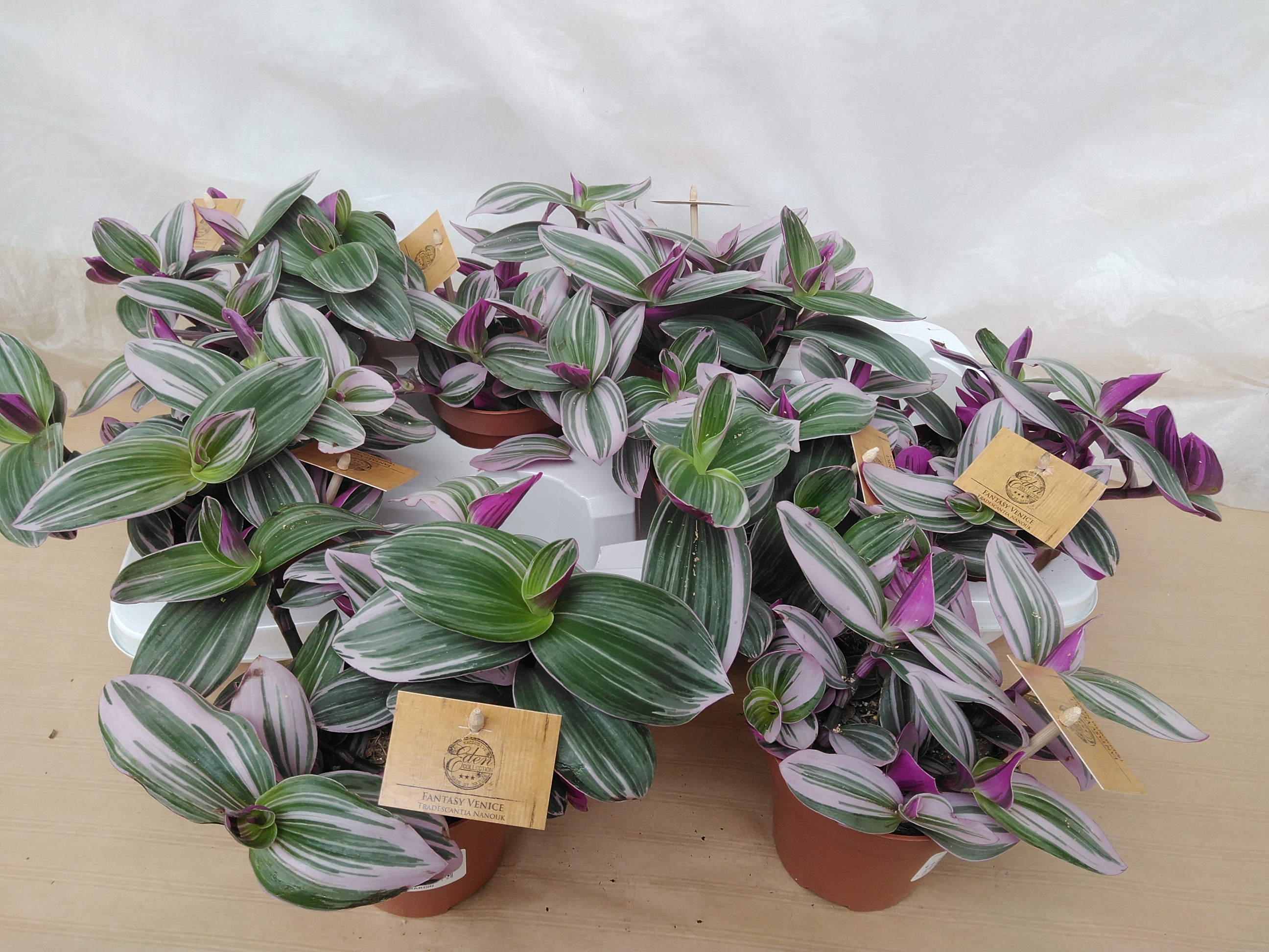 Tradescantia Nanouck