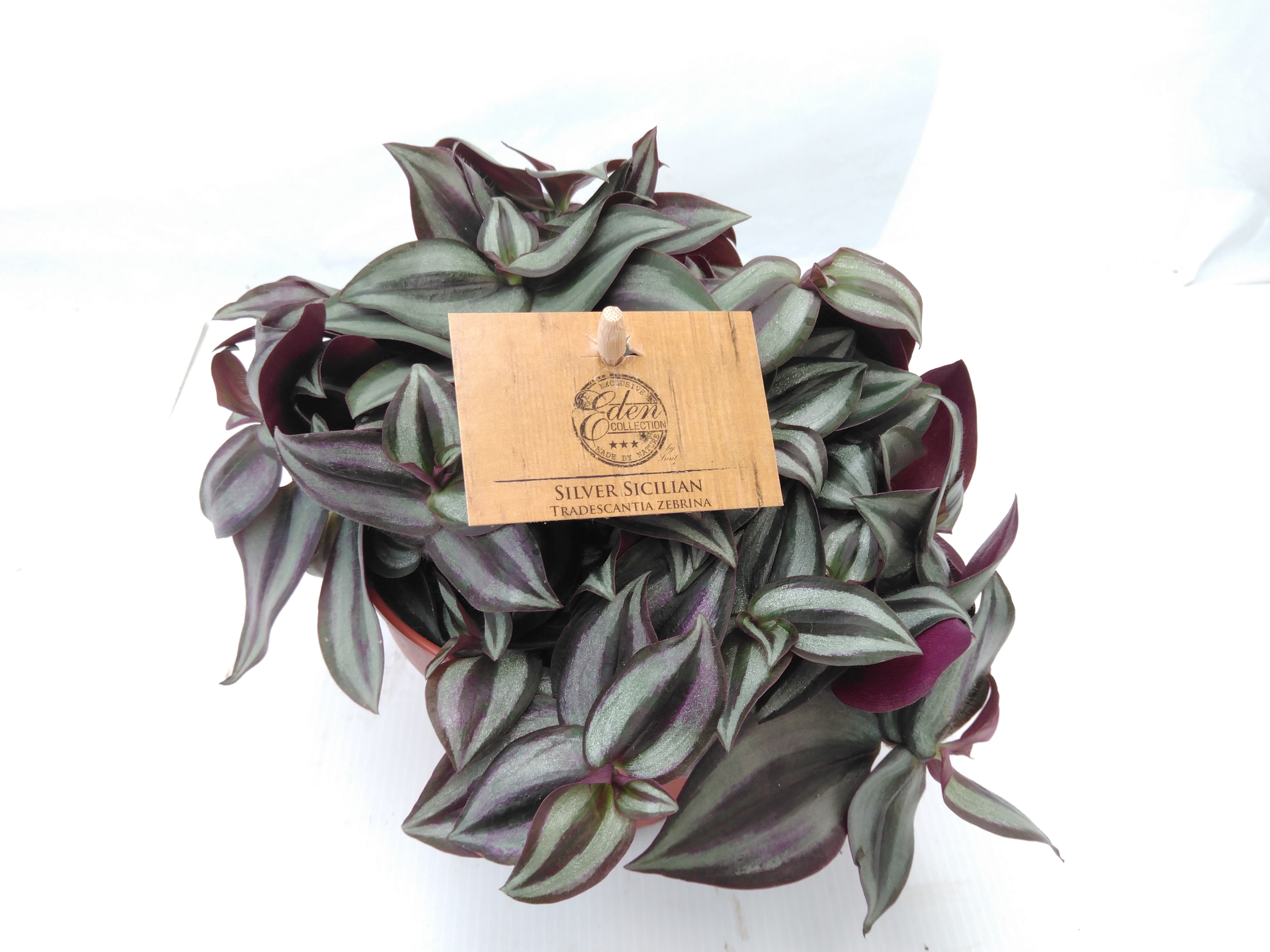 Tradescantia zebrina 'Purpusii' Tradescantia zebrina 'Purpusii'