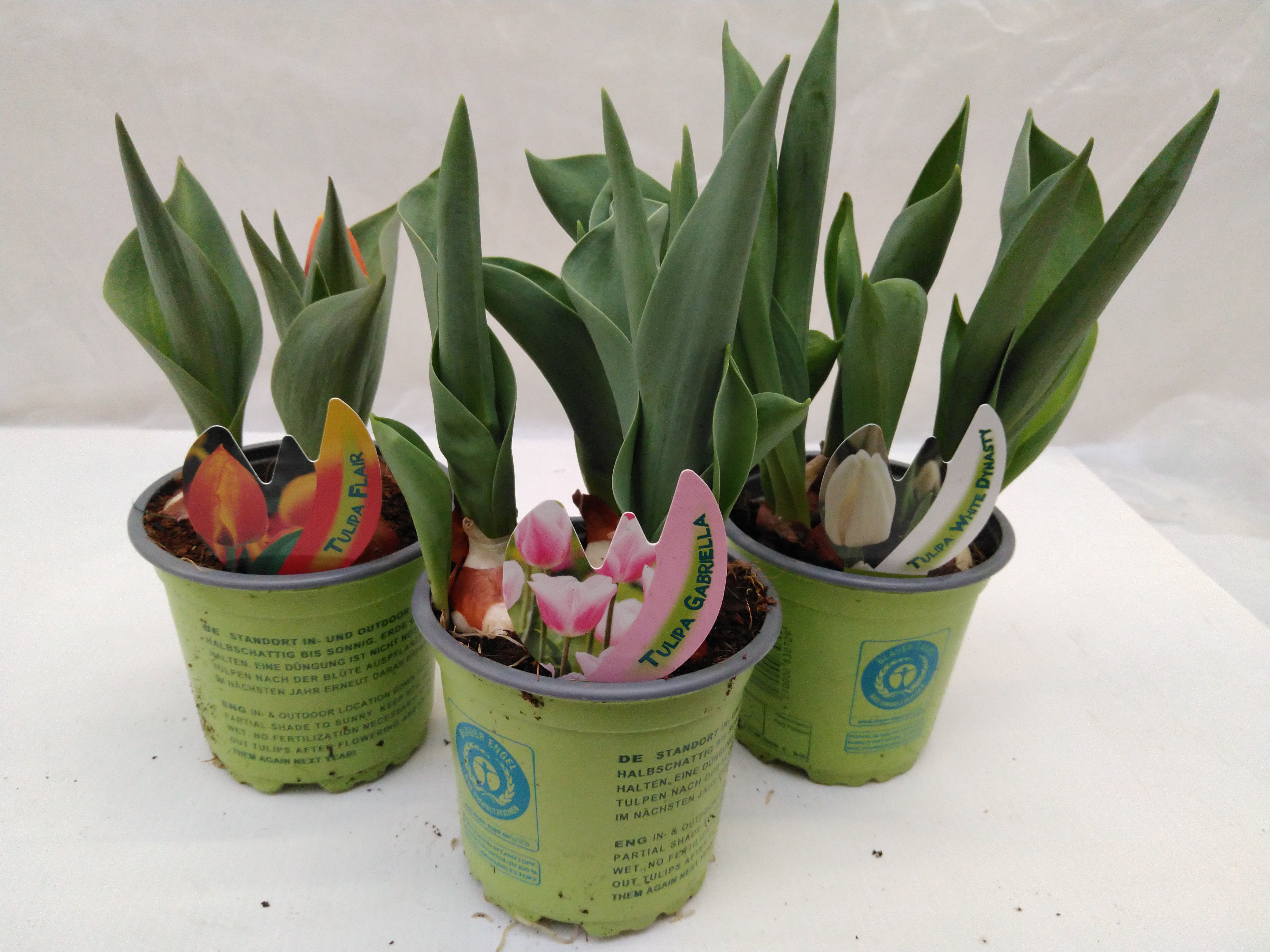 Tulipa  classic in kleuren  3PL/P