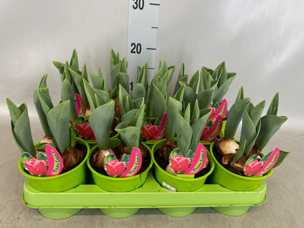 Tulipa roze met etiket xxl