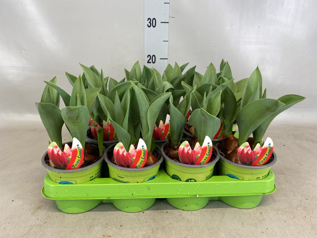 Tulipa rood-wit met etiket xxl