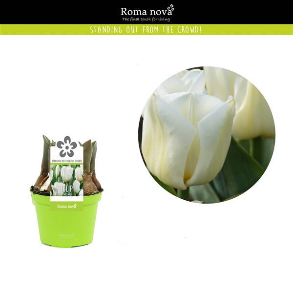 Tulipa classic 'White'