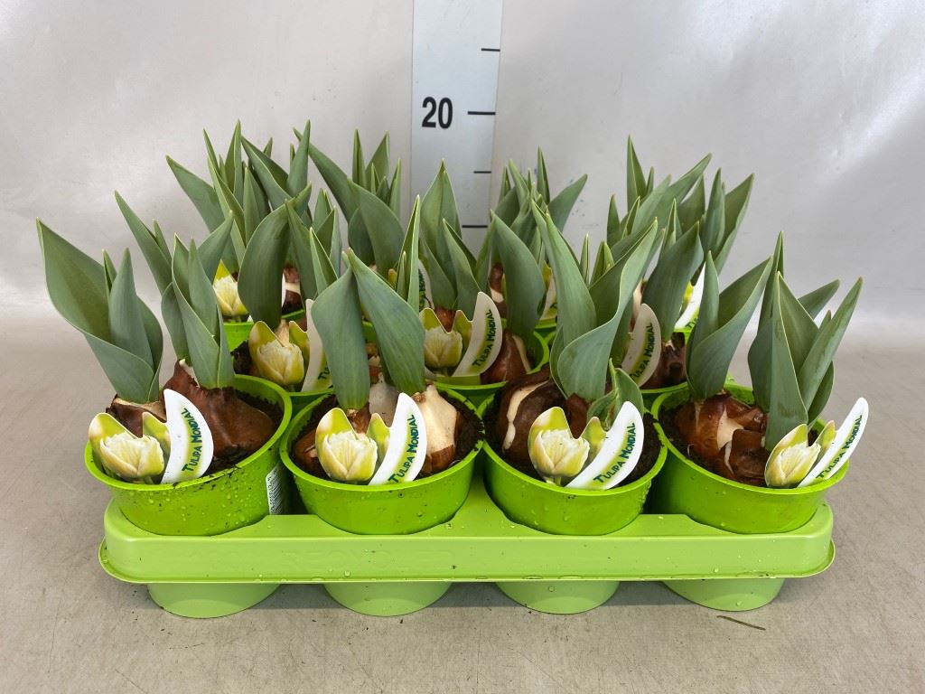 Tulipa wit gevuld met etiket xxl