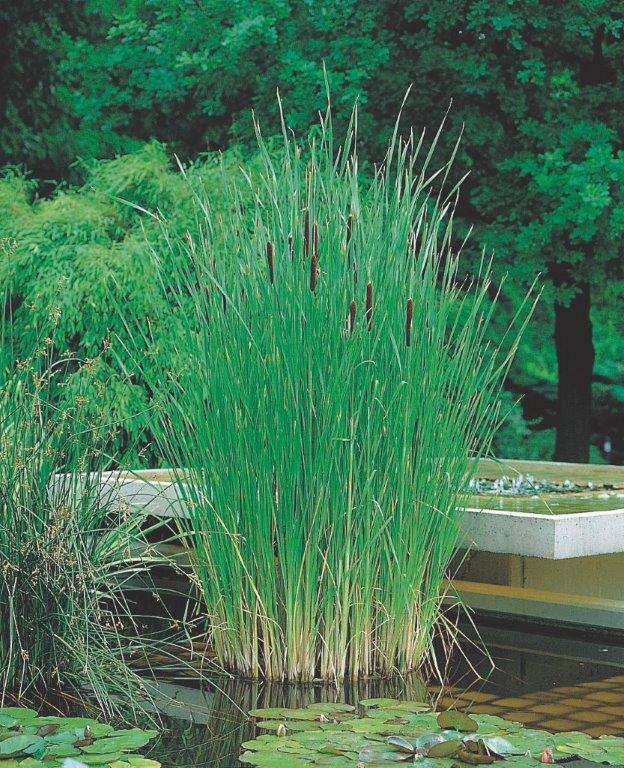 Typha angustifolia Typha angustifolia