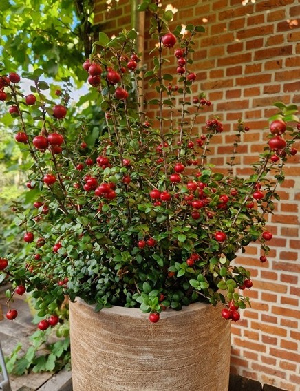 Ugni 'Pretty Berry' ® Ugni 'Pretty Berry' ®