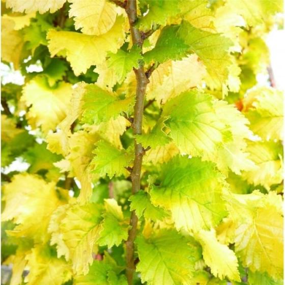 Ulmus holl. 'Wredei' Ulmus holl. 'Wredei'