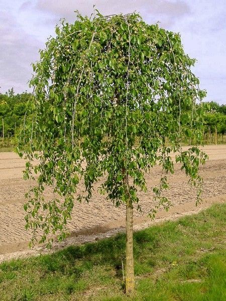 Ulmus pendula 'Mauro' Ulmus pendula 'Mauro'