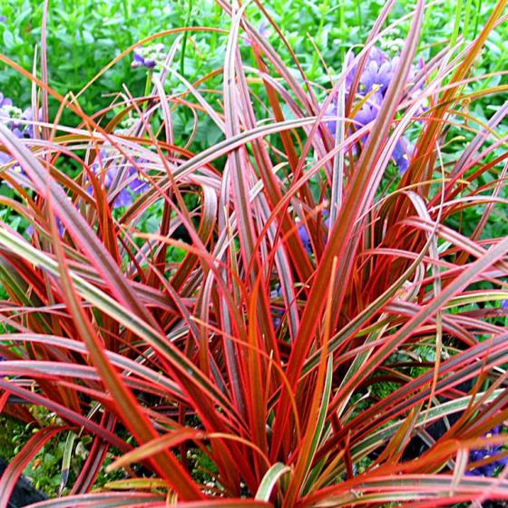 UNCINIA RUBRA UNCINIA RUBRA