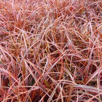 Uncinia uncinata 'Everflame' Uncinia uncinata 'Everflame'