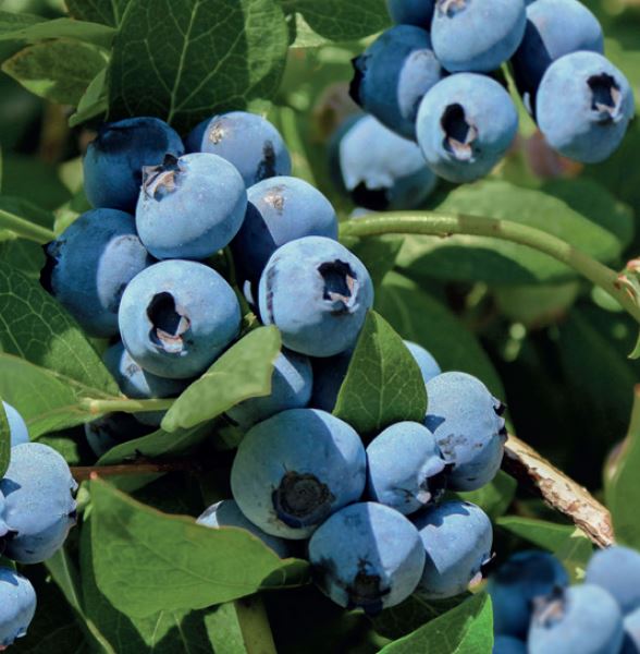 Vaccinium cor. 'Bluecrop'