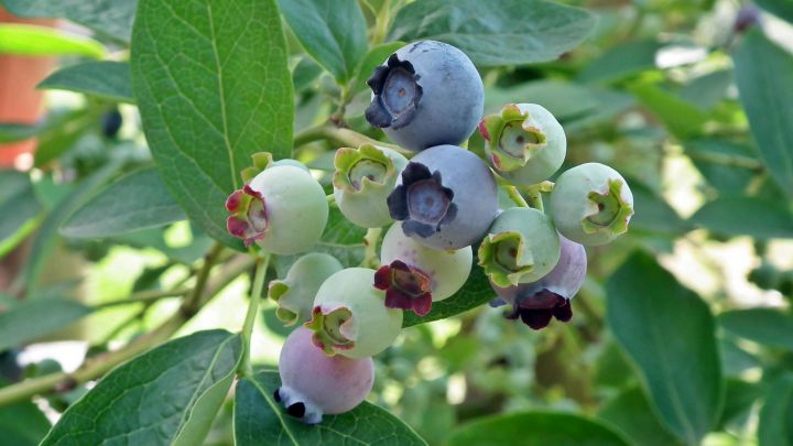 Vaccinium cor. 'Goldtraube' Vaccinium cor. 'Goldtraube'