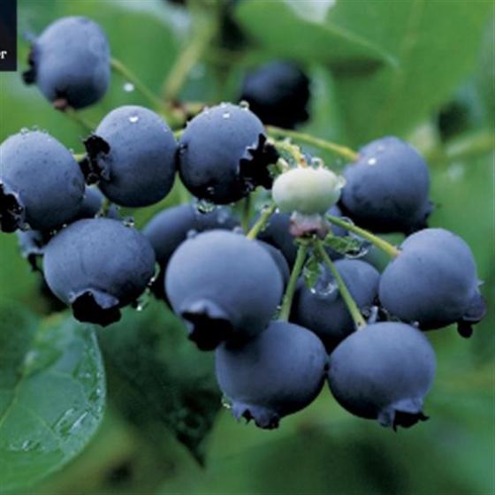 Vaccinium cor. 'Hardyblue' Vaccinium cor. 'Hardyblue'
