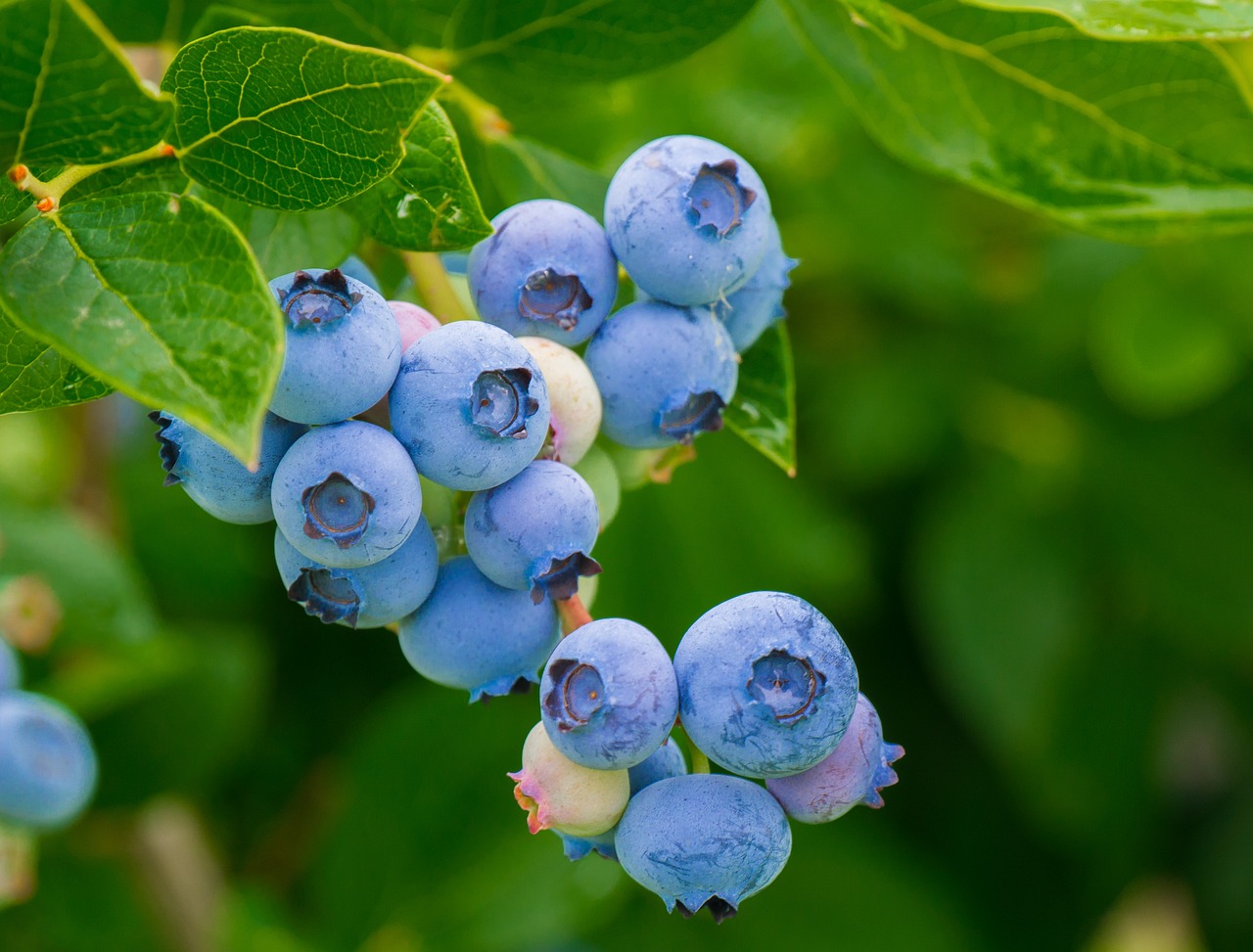 Vaccinium corymbosum Jersey Vaccinium corymbosum Jersey