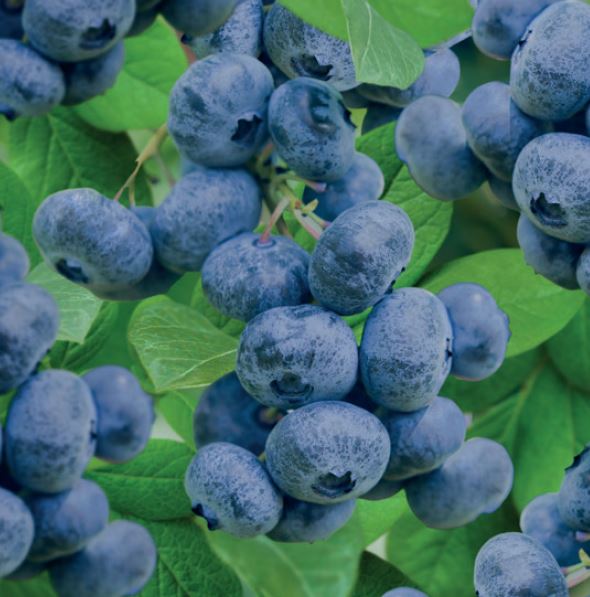 Vaccinium corymbosum Jorma