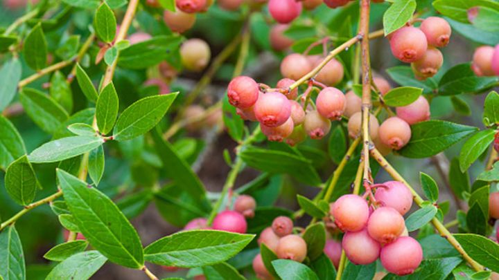 Vaccinium cor. 'Pink Lemonade'® Vaccinium cor. 'Pink Lemonade'®