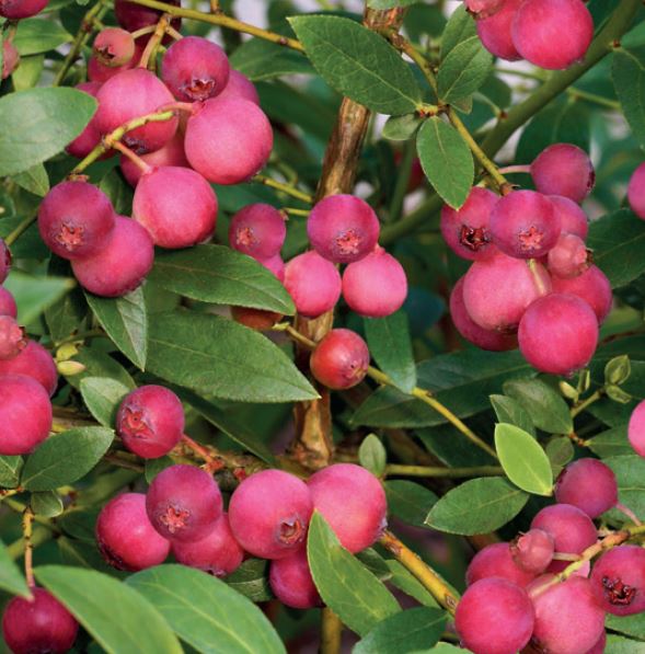 Vaccinium cor. 'Pink Lemonade'®
