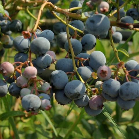 Vaccinium corymbosum 'Spartan' Vaccinium corymbosum 'Spartan'