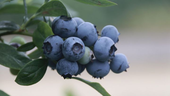 Vaccinium cor. 'Sunshine Blue'