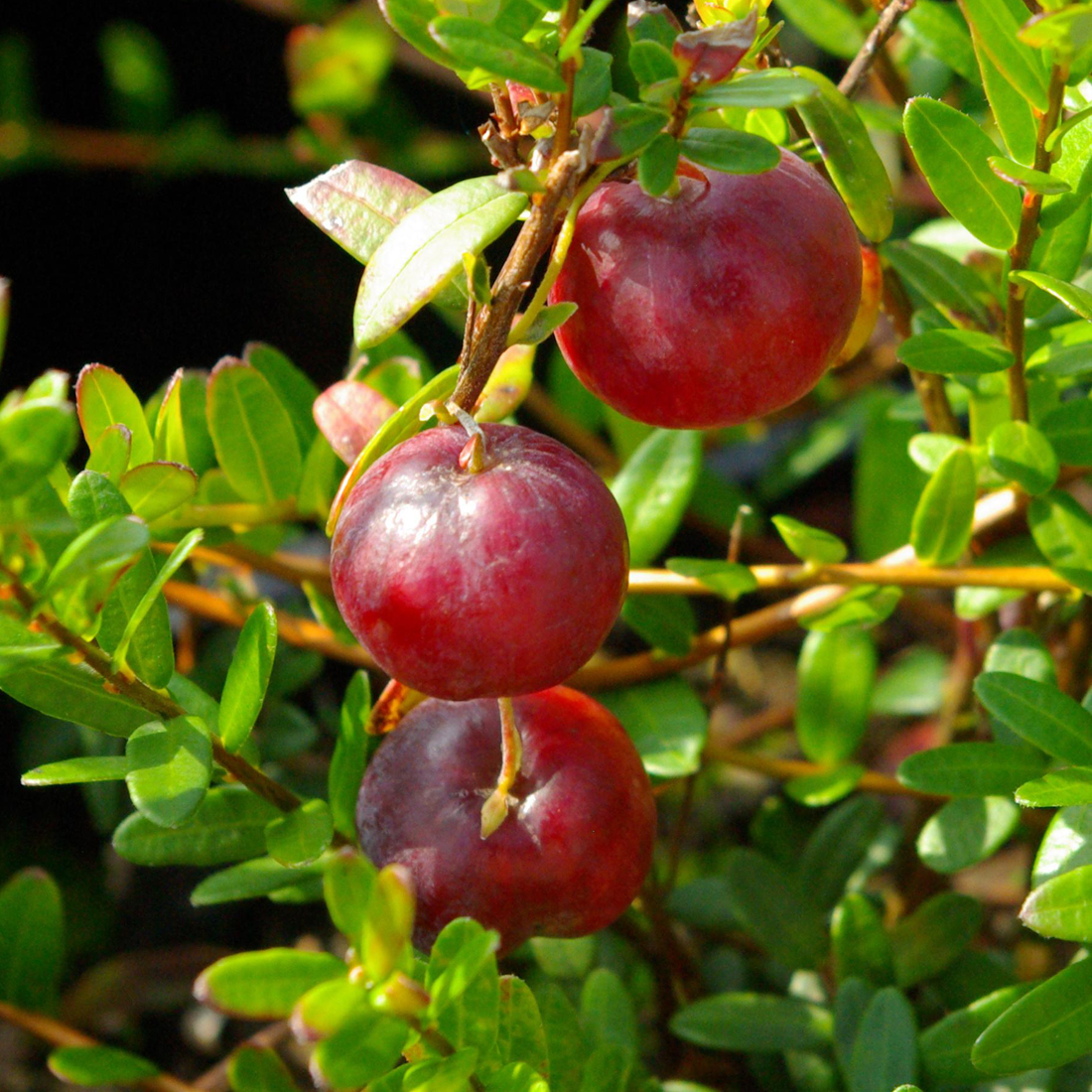 Vaccinium macrocarpon Vaccinium macrocarpon