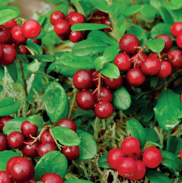 Vaccinium macrocarpon Cranberry