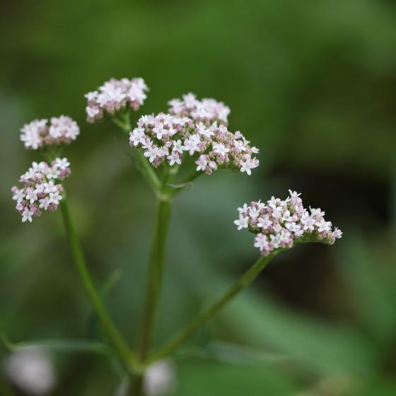 Valeriana officinalis