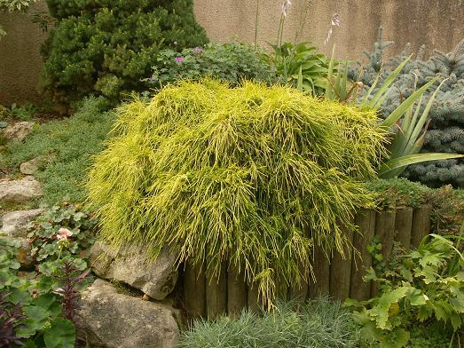 Chamaecyparis pis. 'Sungold' Chamaecyparis pis. 'Sungold'