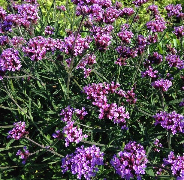 Verbena bonariensis Lollipop Verbena bonariensis Lollipop