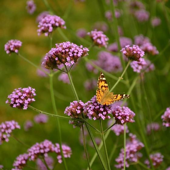 Verbena bonariensis Verbena bonariensis