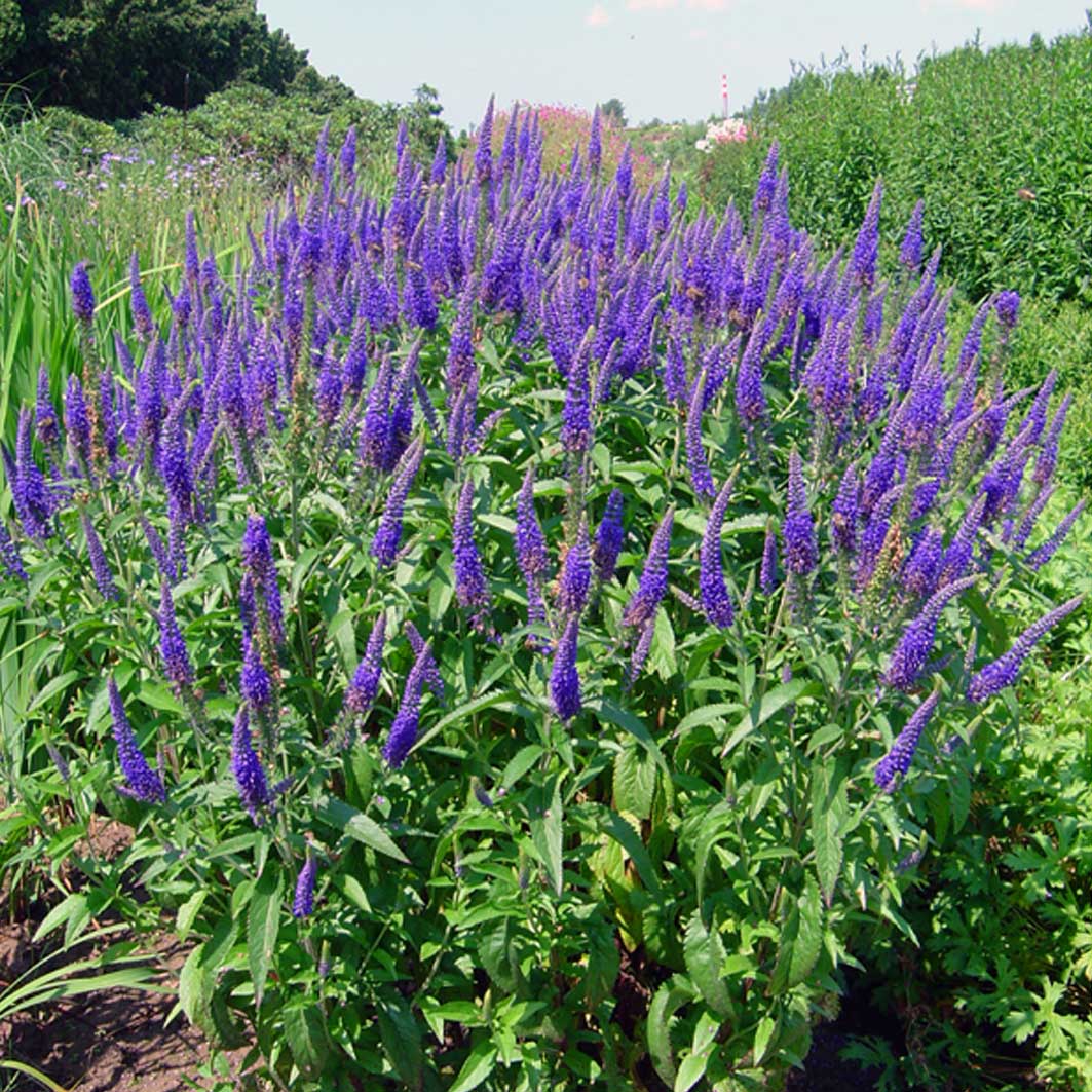 Veronica longif. 'Blauriesin' Veronica longif. 'Blauriesin'
