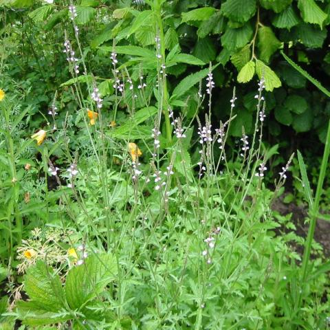 Verbena officinalis Verbena officinalis