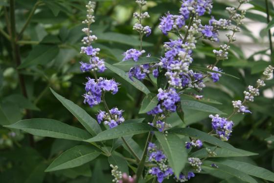 Vitex agnus-cactus Vitex agnus-cactus