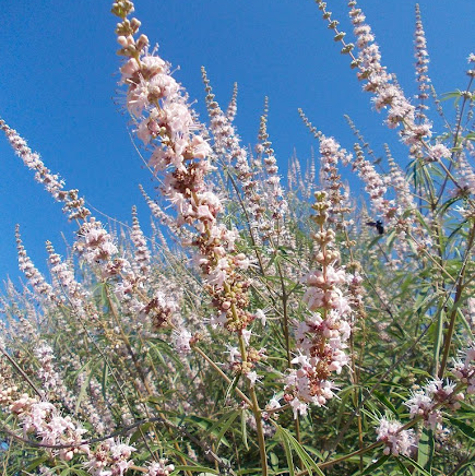 Vitex agnus-castus 'Alba'