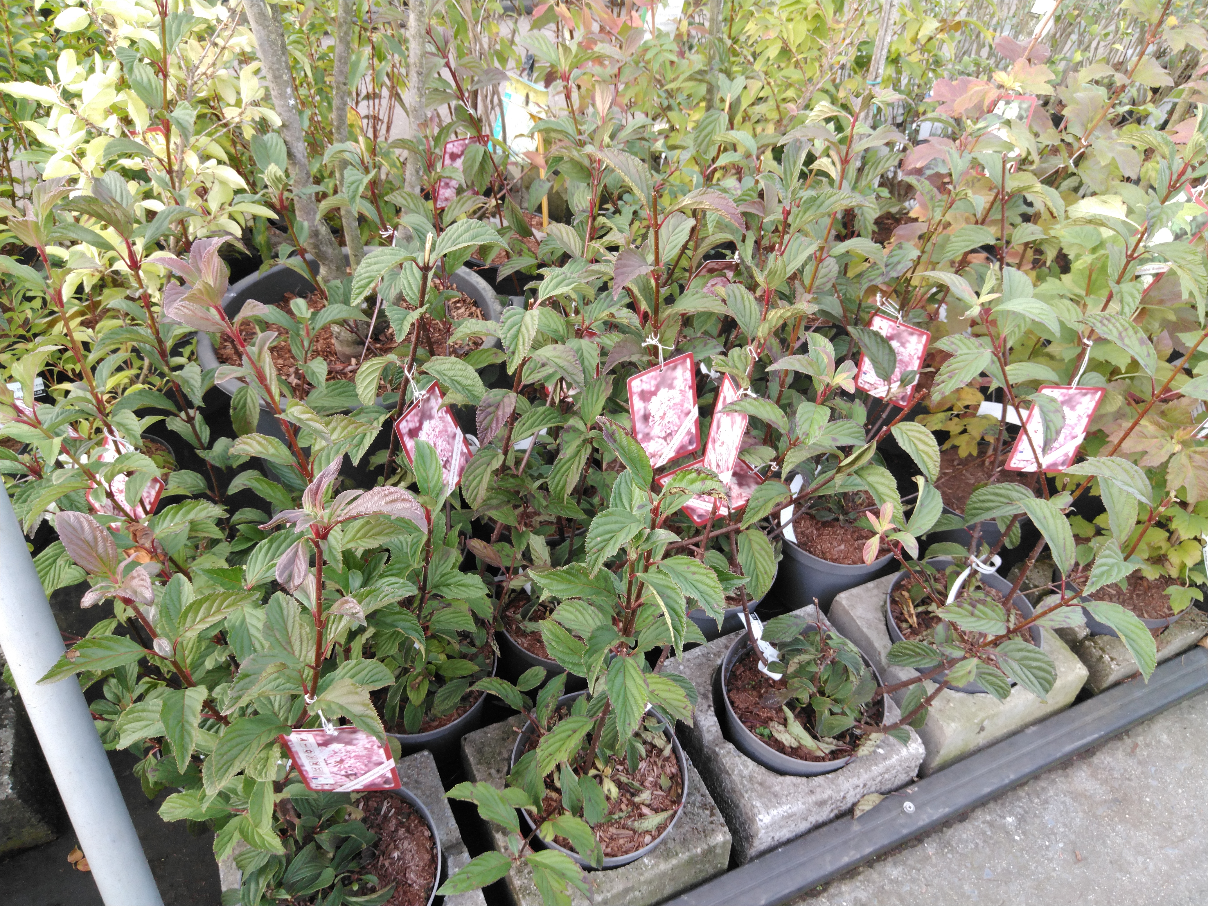 Viburnum bodn. 'Dawn'