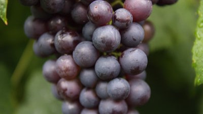 Vitis 'Boskoop Glory'