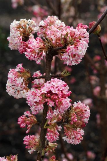 Viburnum bod. 'Charles Lamont' Viburnum bod. 'Charles Lamont'