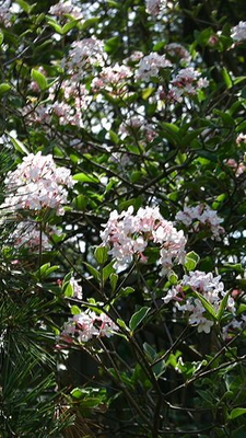 Viburnum burkwoodii