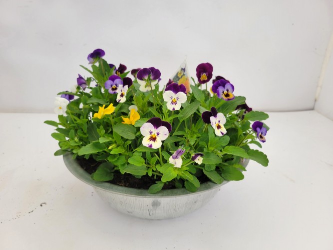 Viola cornuta in schaal Viola cornuta in schaal
