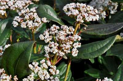 Viburnum davidii Viburnum davidii