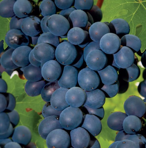 Vitis 'Frankenthaler'