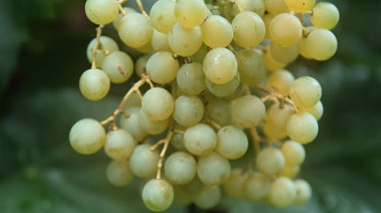 Vitis 'Himrod'