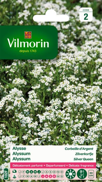 Alyssum Zilverkorfje Alyssum Zilverkorfje