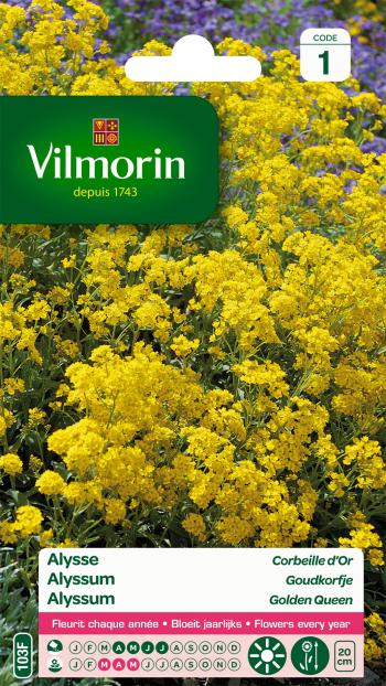 Alyssum Goudkorfje Alyssum Goudkorfje