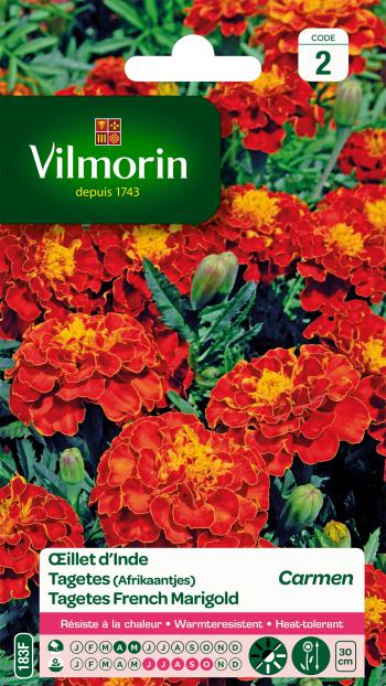 Tagetes (Afrikaantjes) Carmen Tagetes (Afrikaantjes) Carmen