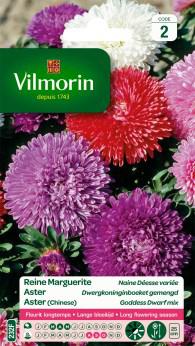 Aster Dwergkoninginboeket Gemengd Aster Dwergkoninginboeket Gemengd